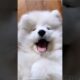 cute puppies funny moment cute overload #hellomochi #cute #funnydogs #funnyanimals #goldenretriever