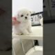 cute puppies funny moment cute overload #hellomochi #cute #funnydogs #funnyanimals #bichon