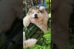 cute puppies funny moment cute overload #hellomochi #cute #funnydogs #funnyanimals #alaskanmalamute