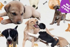 2 Minutes of the World's CUTEST Puppies! 🐶