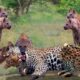 20 Moments Hyena Injured When Mess With The Wrong Opponents Animal Fight