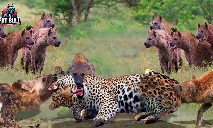 20 Moments Hyena Injured When Mess With The Wrong Opponents Animal Fight