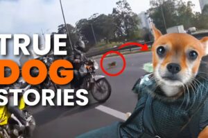 3 Inspiring TRUE Dog Rescue Stories *SAD* - Animal Rescue