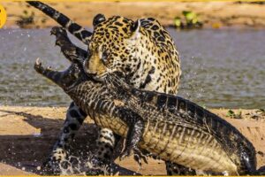 30 Brutal Moments Of Vicious Jaguar Fighting Crocodile | Wild Animal Fights