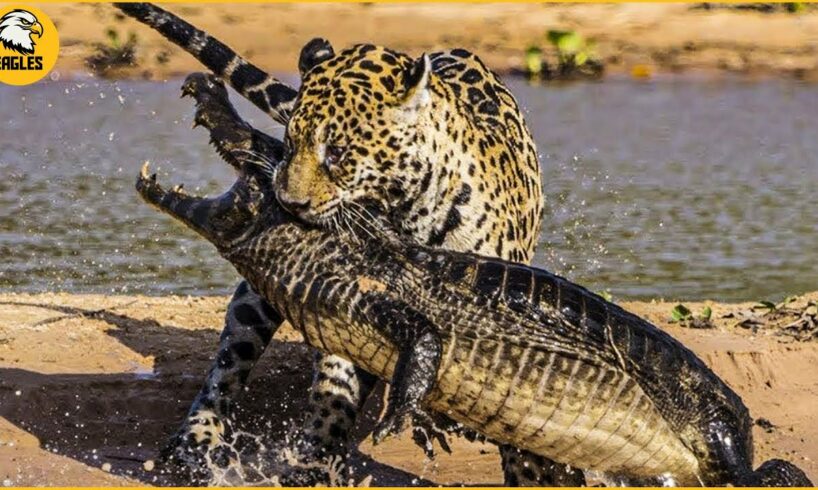 30 Brutal Moments Of Vicious Jaguar Fighting Crocodile | Wild Animal Fights