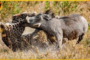 30 Crazy Moments When Animals Messed With the Wrong Warthog | Animal World