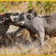 30 Crazy Moments When Animals Messed With the Wrong Warthog | Animal World