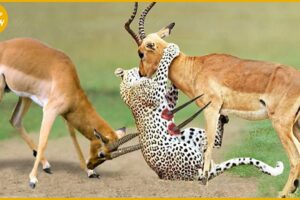30 Failed Hunts of Cheetahs Against Ferocious Prey | Animal Fight
