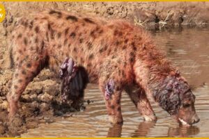 30 Moments Injured Hyenas Fight Wild Animals Caught On Camera | Animal Fight