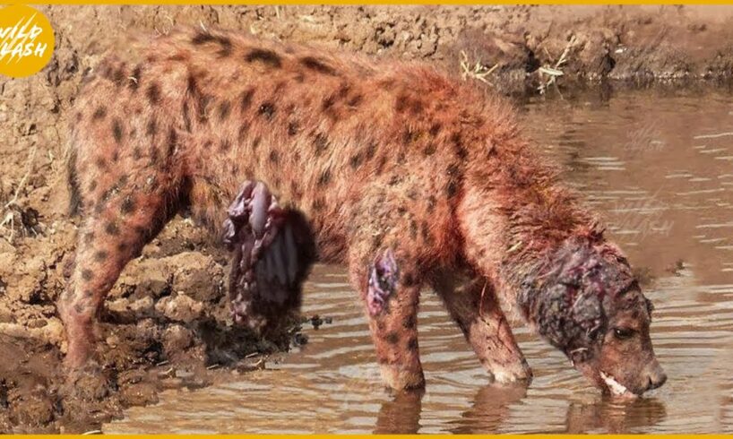 30 Moments Injured Hyenas Fight Wild Animals Caught On Camera | Animal Fight