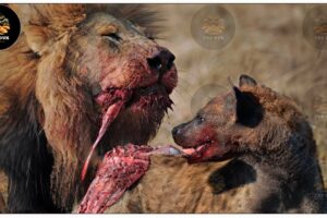 30 Moments When Crazy Hyenas Stole Food From Lions And Paid The Heavy Price Of Death | Animal Fights