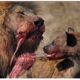 30 Moments When Crazy Hyenas Stole Food From Lions And Paid The Heavy Price Of Death | Animal Fights