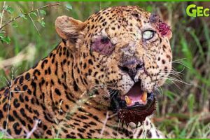 30 Moments When Leopards Were Injured While Fighting Wild Animals | Animal Fight