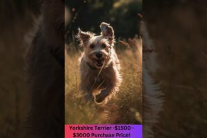 $3,000 Cost for a Yorkshire Terrier Puppy   -  #yorkshire #terrier #pets #dogs  #germanshepherd