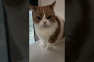#35 Funniest Cats And Dogs videos 🐶🐱 #funny #animals #cuteanimals