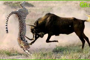 35 Moments When Crazy Prey Knocks Hunter Down With Horns | Animal Fight