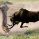 35 Moments When Crazy Prey Knocks Hunter Down With Horns | Animal Fight