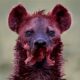 35 Painful Moments! Injured Hyena Fights Wild Animals  | Animal Attacks