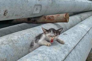 40℃, Abandoned kitten in the material yard, Very hungry and thirsty, crying desperately for help!