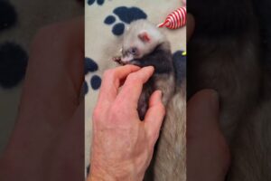 5 week old baby ferrets play outside
