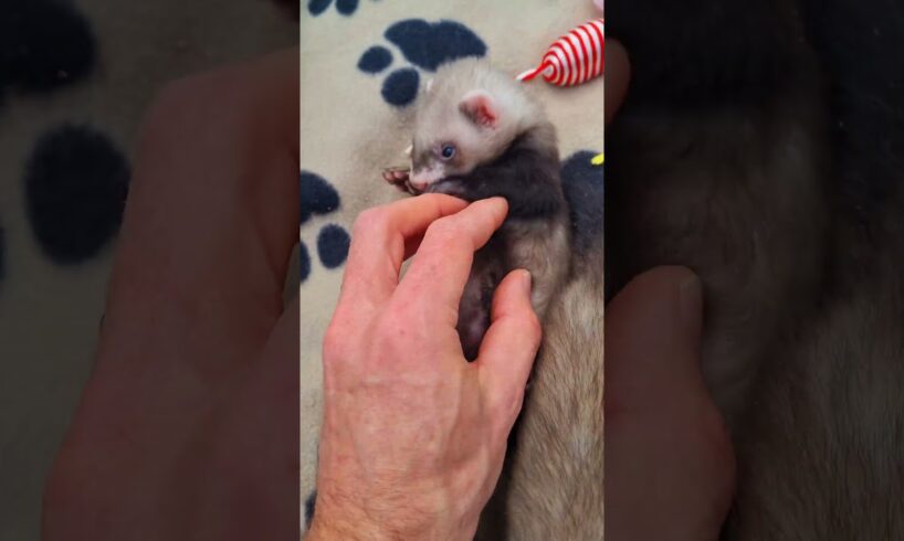 5 week old baby ferrets play outside