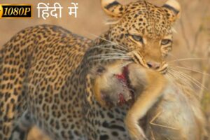 A Leopard Queen Legacy | animal planet full episode in hindi | Documentary hindi