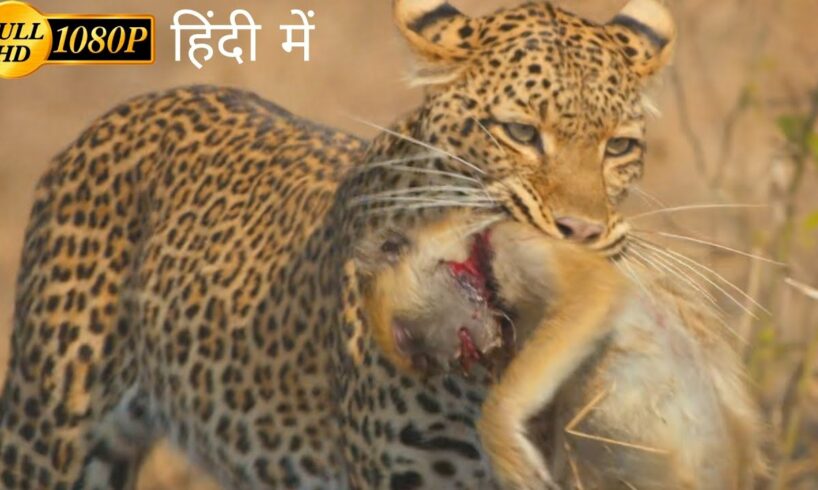 A Leopard Queen Legacy | animal planet full episode in hindi | Documentary hindi