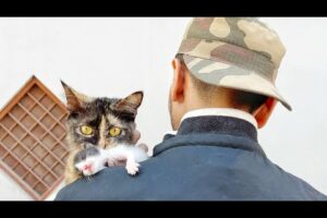 A crying mother cat brough her kitten to a man's shoulder. Just unbelievable!