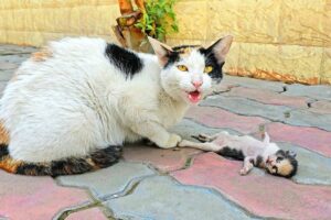 A crying mother cat brought her dying kitten to a man. Just unbelieveble!