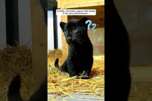 A family adopted an abandoned kitten until they found the truth... #shorts