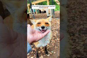 A fox was rescued by kind-hearted woman #shorts