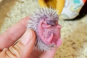 A girl rescues a newborn hedgehog and raises it in her house until...