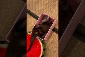 A playful otter found a small box, happily played and wriggled around😁🦦🥰|Cute Otter #ytshorts #viral