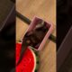 A playful otter found a small box, happily played and wriggled around😁🦦🥰|Cute Otter #ytshorts #viral