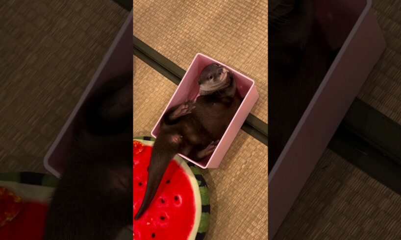 A playful otter found a small box, happily played and wriggled around😁🦦🥰|Cute Otter #ytshorts #viral