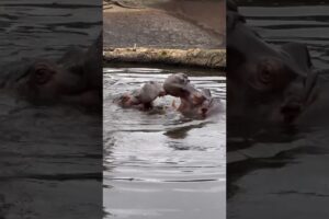 ADORABLE HIPPOS PLAYING... 😍 #hippos #animals #hippopotamus #wildlifesymphony #playing
