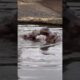 ADORABLE HIPPOS PLAYING... 😍 #hippos #animals #hippopotamus #wildlifesymphony #playing