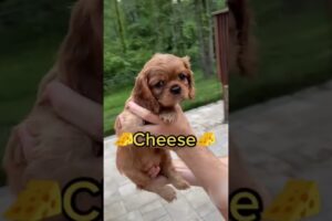 ADORABLE Puppies Choose Their Own Names!!! #Dogs #Shorts