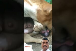 AMAZING DOG BIRTH!!! #shorts #shortfeed #dog #amazing #cute #puppies #shortvideo #viralvideo