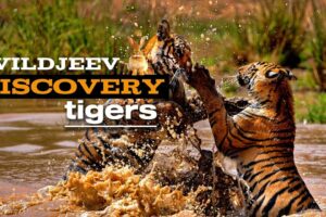 ANIMAL FIGHT VIDEO | Discovery Channel In Hindi | Lion Fight Video | Wild Animals | Discovery
