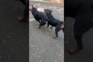 ARE THEY FIGHTING OR PLAYING? #rottweilers #shortsfeed #kemetkennels #bestdogs #rotties #rotts #play