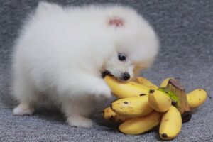 ASMR Pomeranian Dog Eating Crazy Banana | Cute Puppies | MR PET #34