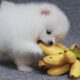 ASMR Pomeranian Dog Eating Crazy Banana | Cute Puppies | MR PET #34