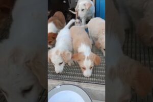 Abandoned Puppies Rescue  #rescuepuppy #puppyrescue #abandonedpuppy  #adopt #puppy #fyp #viral #dog