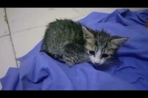 Abandoned Tiny Kitten Crying for Help/ Kitten Rescue Videos / Abandoned Kitten Rescue