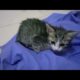 Abandoned Tiny Kitten Crying for Help/ Kitten Rescue Videos / Abandoned Kitten Rescue