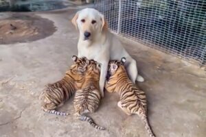 Adopting 3 orphan tigers, the mother dog received a surprising surprise when they grew up