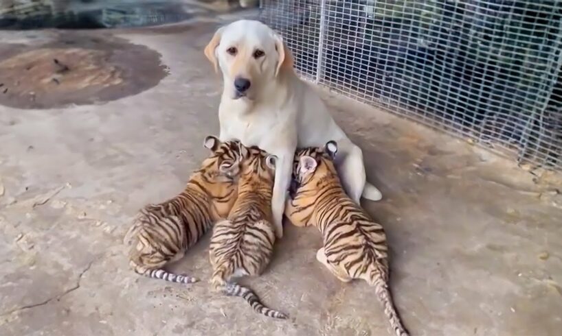 Adopting 3 orphan tigers, the mother dog received a surprising surprise when they grew up