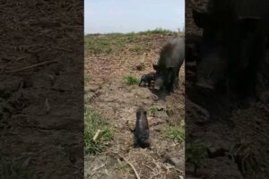 Adorable Baby Pigs Playing - Cutest Piglets Ever! 🐷💖 wild animals #hog  #wildanimals #piglet#shorts