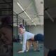 Adorable Bulldog Helps Parent Workout At Gym